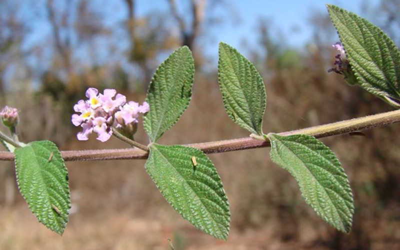 Cây Lippia alba. (Nguồn: survivalgardener.com/TTXVN)