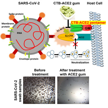Kẹo cao su làm giảm virus SARS-CoV-2 trong nước bọt