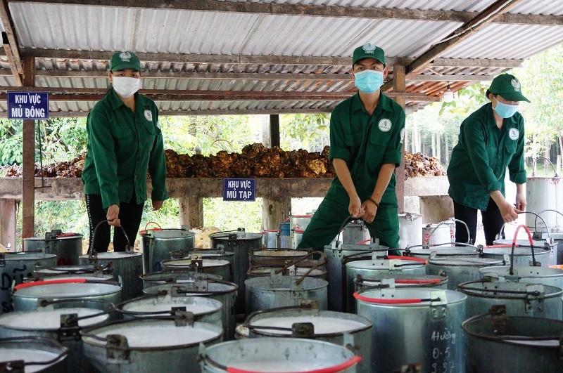 Công nhân tập kết mủ cao su tại nông trường cao su Suối Ngô (Công ty Cổ phần Cao su Tân Biên) ở xã Tân Hòa, huyện Tân Châu, tỉnh Tây Ninh.