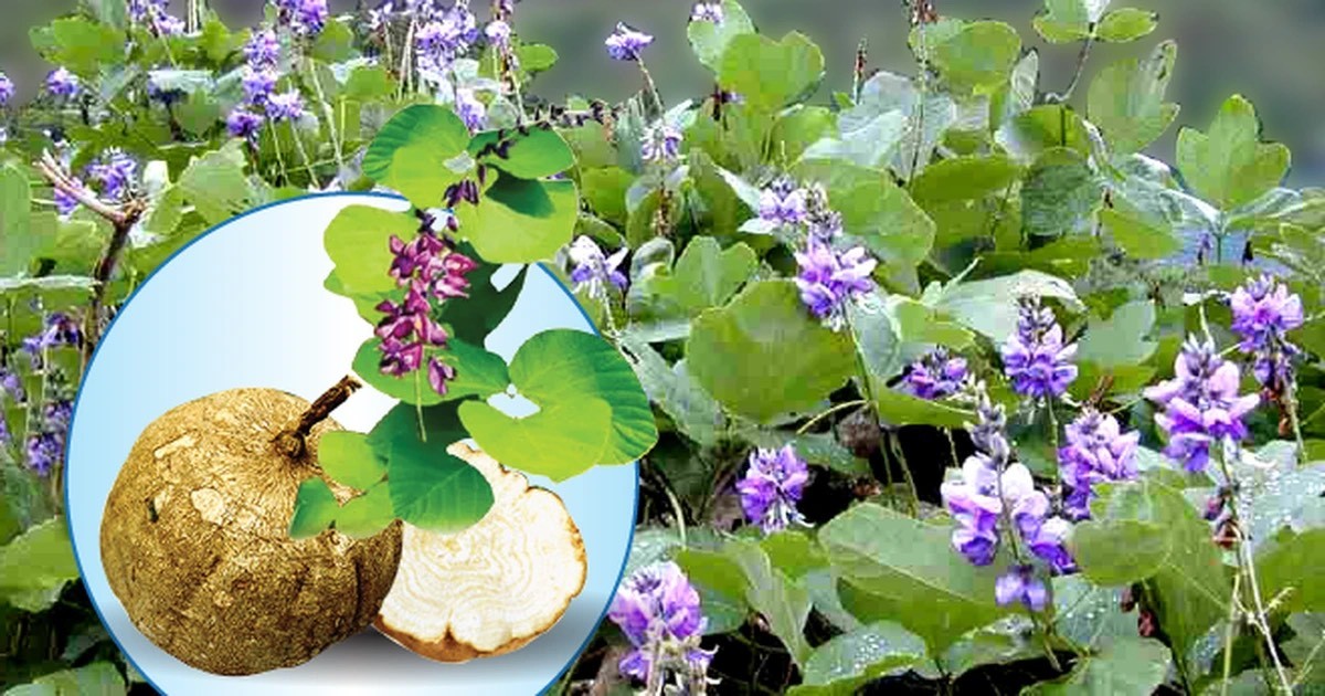 Pueraria mirifica Airy Shaw et Suvat - Ảnh minh họa