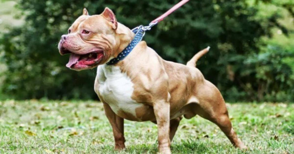 Bình Phước: Chó Pitbull cắn bé trai 8 tuổi tử vong
