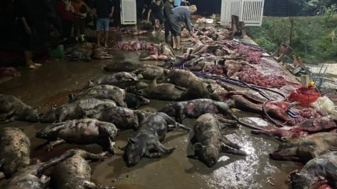 Cháy trang trại trong đêm, hơn 1.000 con lợn chết, thiệt hại hàng chục tỉ