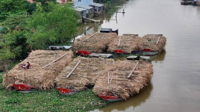 Mía được tập kết trước khi được vận chuyển đi các nơi.