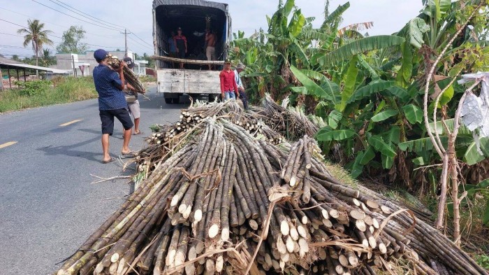 Người dân miền Tây phấn khởi khi giá tăng.