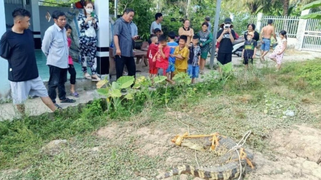 Bạc Liêu: Nửa đêm hốt hoảng phát hiện cá sấu 20kg "nằm ngủ" trước sân nhà