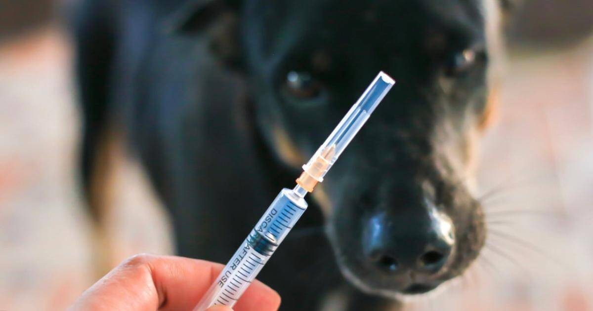 Tiêm vaccine cho thú cưng là cách phòng lây truyền bệnh dại hiệu quả