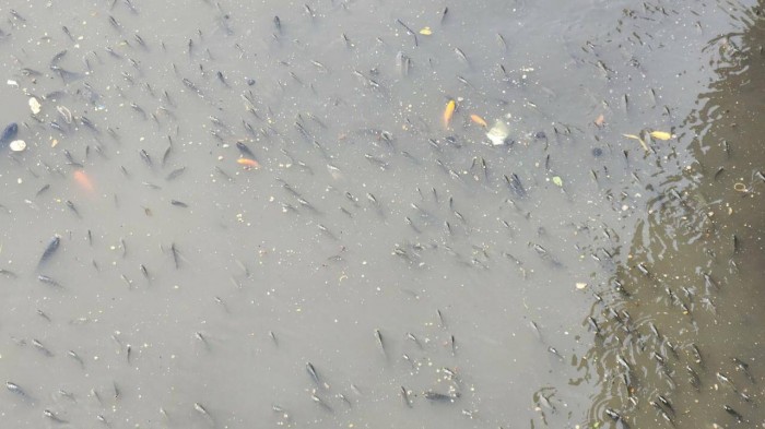 Không chỉ xác cá, dòng nước cũng đen ngòm cùng vô số rác thải khiến người dân lo lắng