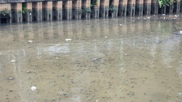 Hàng nghìn xác cá nổi lên kín mặt kênh Thị Nghè - Nhiêu Lộc.