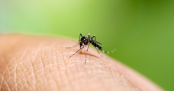 Tăng ca mắc sốt xuất huyết, chuyên gia chỉ cách diệt muỗi hiệu quả