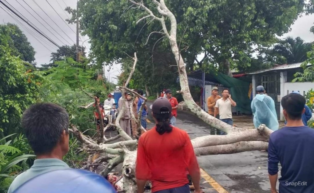 Cây phượng đổ đè trúng, người đi xe máy bị thương nặng