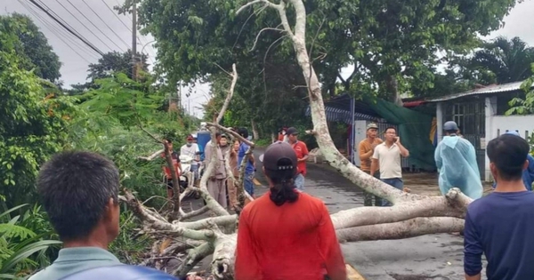 Cây phượng đổ đè trúng, người đi xe máy bị thương nặng