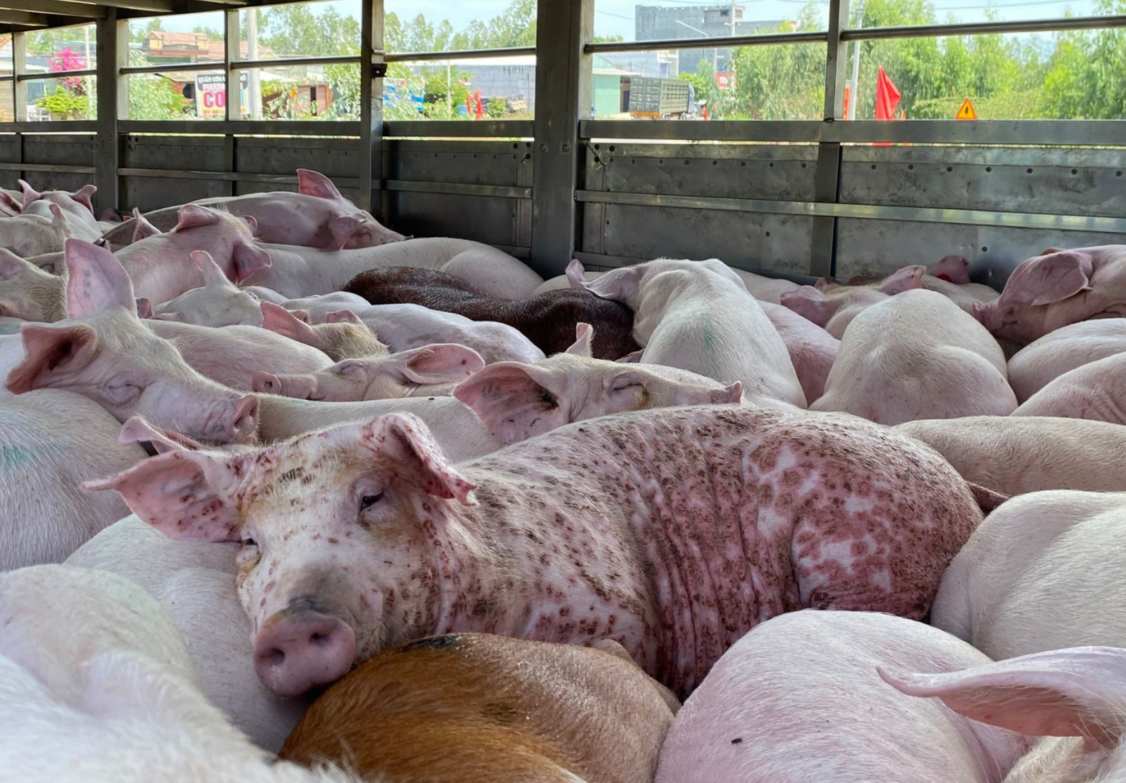 Chuyên gia cảnh báo độc tố có thể tồn tại trong thịt hộp chế biến từ lợn nhiễm bệnh