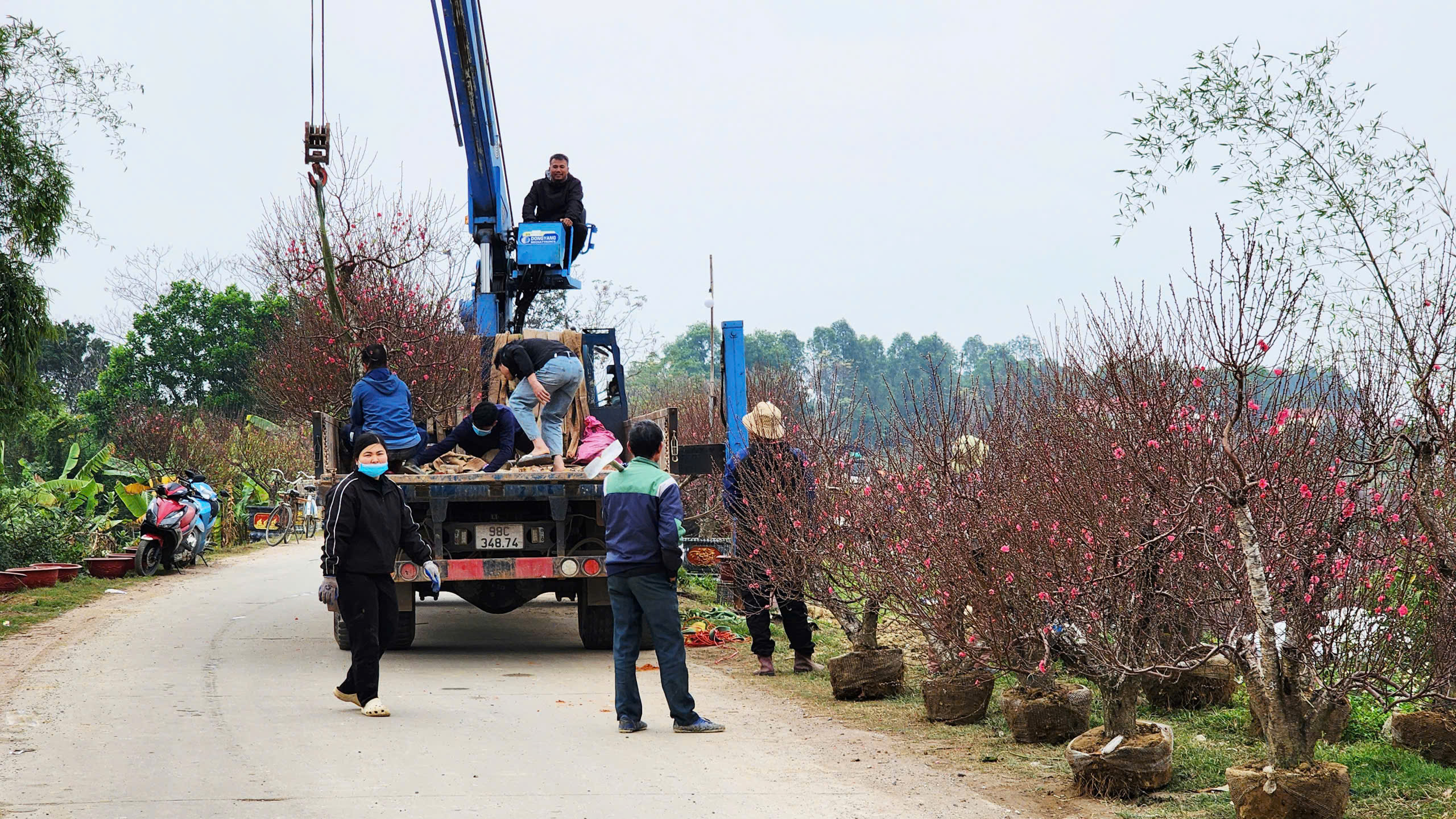 "Làng đào Nhật Tân trên đất Kinh Bắc" nhộn nhịp vào vụ Tết