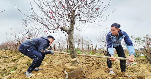 "Làng đào Nhật Tân trên đất Kinh Bắc" nhộn nhịp vào vụ Tết
