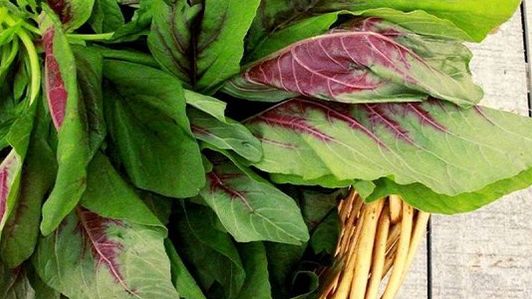 Rau dền: Cực tốt và cực độc, ăn thì tránh những cấm kỵ khỏi mang bệnh vào thân