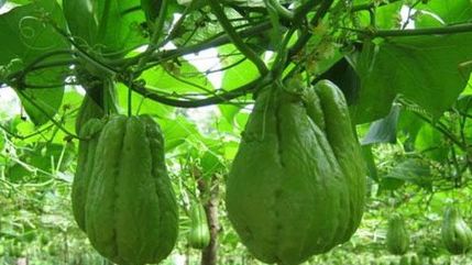 7 công dụng tuyệt vời của su su