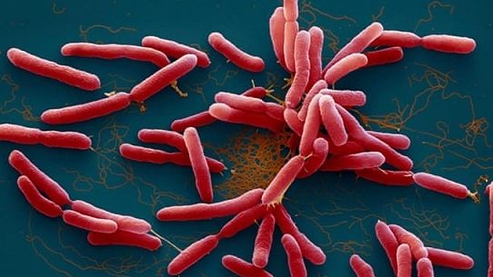 Nửa tháng, hai bé trai trong một gia đình tử vong vì mắc bệnh whitmore