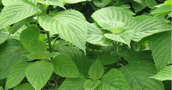 Tác dụng trị 'bách bệnh' của rau kinh giới