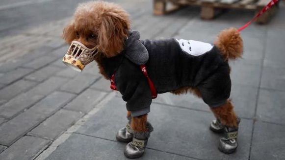 Hong Kong phát hiện thú cưng của bệnh nhân Covid-19 dương tính với virus