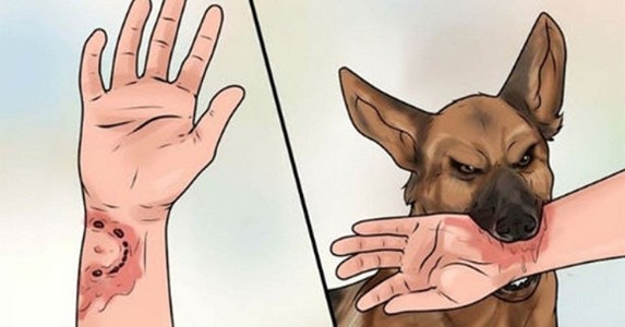 Thầy giáo tử vong vì chó dại cắn