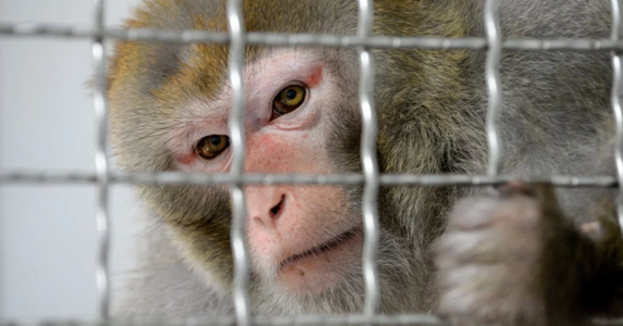 Hy vọng về vaccine nCoV từ khỉ