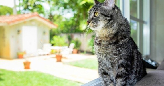 Phát hiện mèo nhà bị nhiễm Covid-19