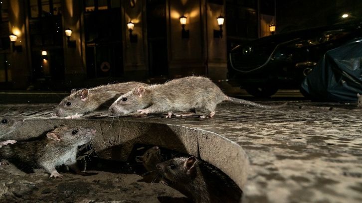 Nguy cơ khi chuột hoành hành khắp chốn trong mùa dịch