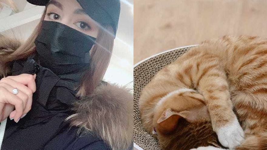 Gần 15% số mèo ở Vũ Hán mắc Covid-19