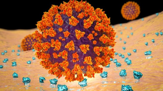 Protein 'mồi nhử' ngăn nCoV tấn công tế bào người