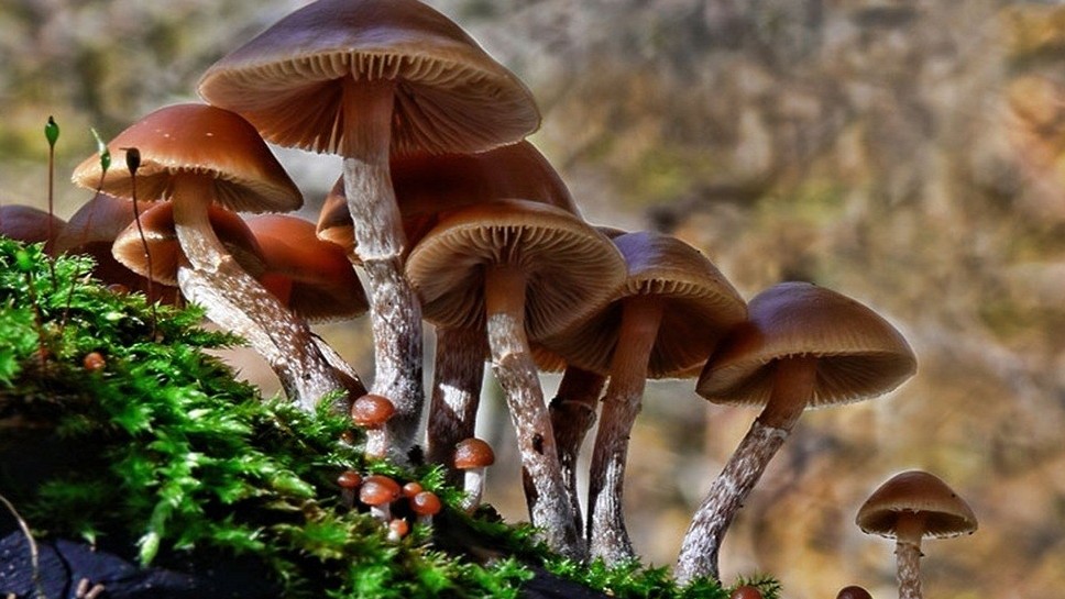 Tìm hiểu về ngộ độc nấm