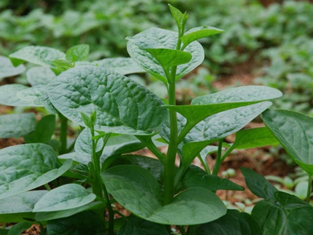 Rau mồng tơi tốt cho sinh lý đàn ông