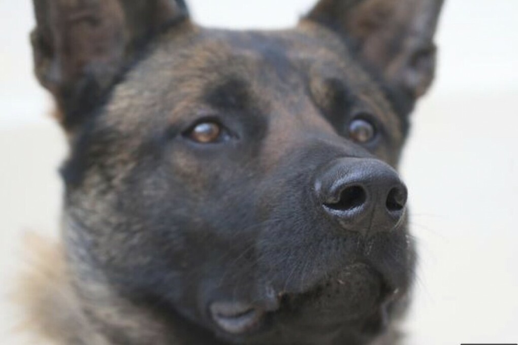 Chó béc-giê Bỉ đánh hơi nCoV với độ chính xác cao trong thí nghiệm. Ảnh: SCMP