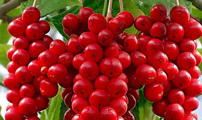 Ngũ vị tử một trong vị thuốc hạ đường huyết