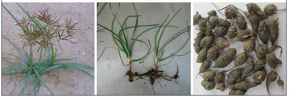 Vị thuốc Hương phụ (Cỏ gấu)