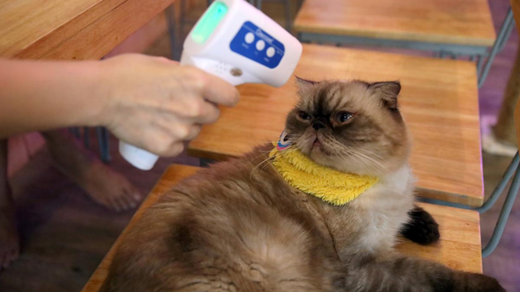 26 loài động vật nguy cơ nhiễm nCoV