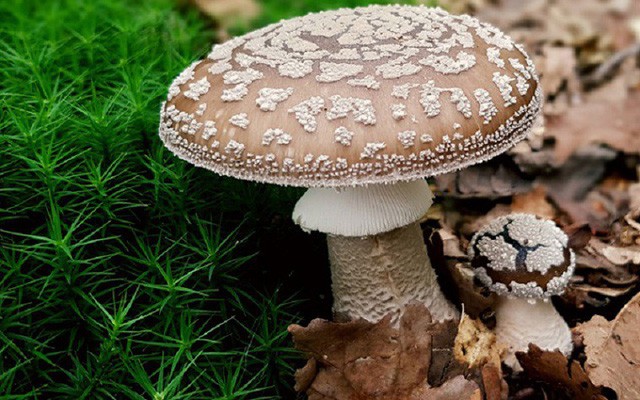 7 người nhập viện sau khi ăn nấm lạ