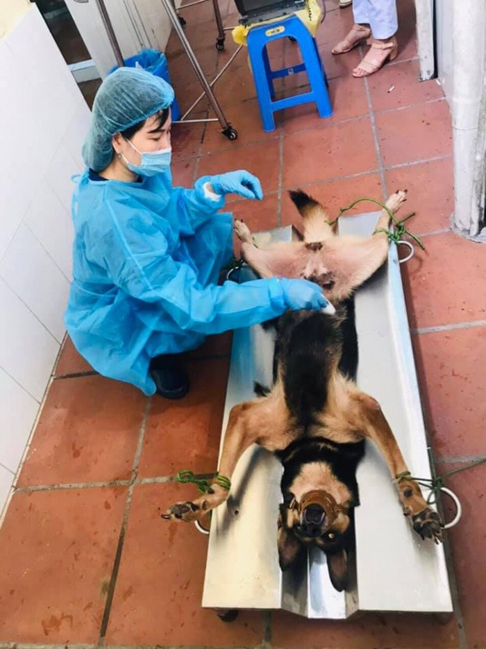 Thực nghiệm trên chó