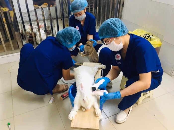 Các y, bác sĩ lấy máu xét nghiệm trên thỏ