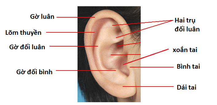 Cấu tạo vành tai bình thường. Ảnh: Youmedvn.