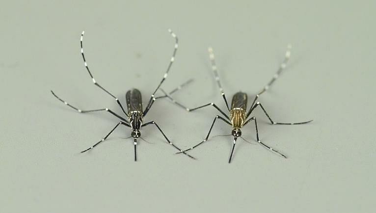 Giống muỗi Aedes châu Phi chỉ cắn động vật (trái) và muỗi Aedes chỉ cắn người (phải). Ảnh: Carolyn McBride