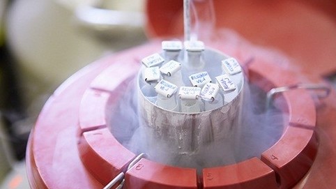 Chi hàng nghìn USD trữ đông trứng