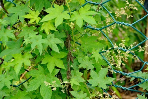 Cây sàn sạt. Ảnh: ydvn.