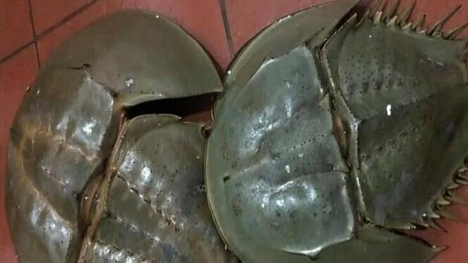 Xuất huyết toàn thân sau khi ăn sam biển