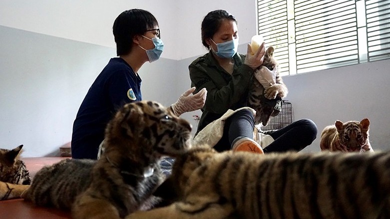 Xử lý nghiêm hành vi nuôi, nhốt hổ trái phép