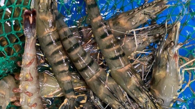 Tôm có dấu hiệu này đừng xem là bình thường, ăn vào hại thân, sinh bệnh