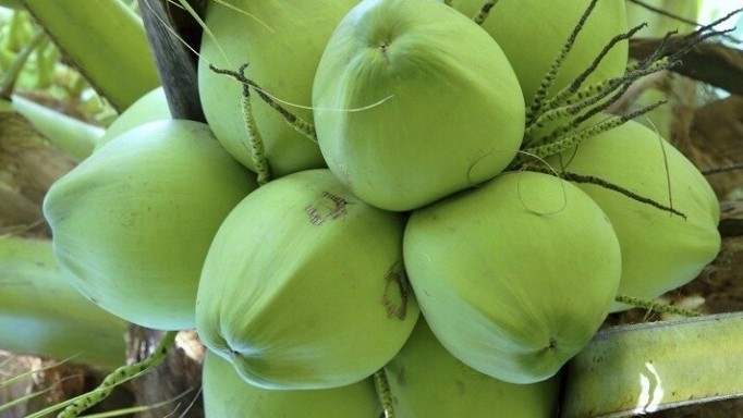 Bảo quản nước dừa bao lâu, cách nào giữ nguyên hương vị mà không độc hại?