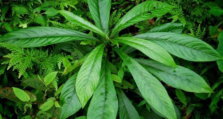 Cây xương sông còn được gọi là rau húng ăn gỏi, hoạt lộc thảo,… thuộc họ Cúc (Asteraceae)