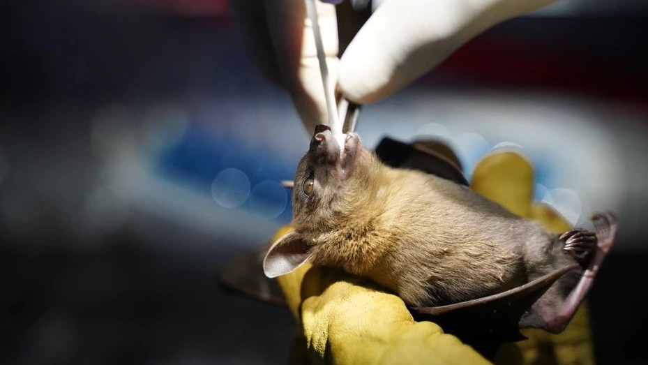 Nghiên cứu dơi Campuchia để truy tìm nguồn gốc của Covid-19