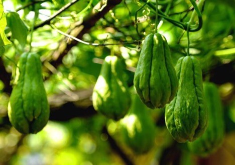 Susu, loại quả d&acirc;n d&atilde; tốt cho gan, giảm ho với c&aacute;ch chế biến cực đơn giản