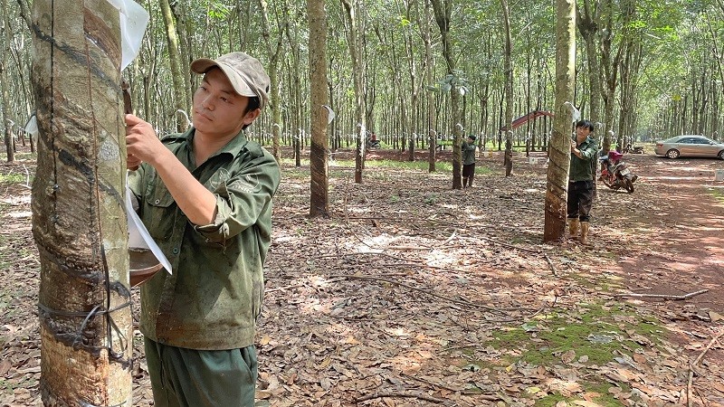 Công nhân khai thác mủ cao su tại nông trường cao su Cẩm Đường thuộc Công ty Cao su Đồng Nai (tỉnh Đồng Nai).